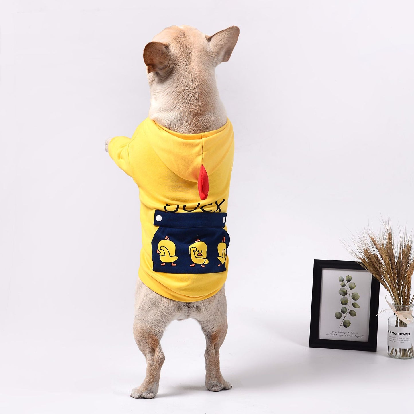 Pet dog clothes