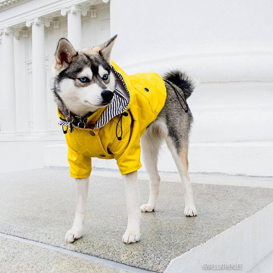 Dog Raincoat Pet Clothes Dog Clothes Rain Water