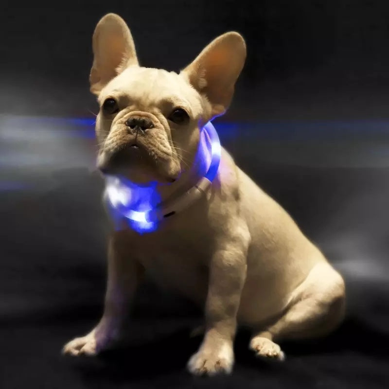 Light Collar Anti-Lost Collar for Dogs